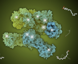 PDB-101 Focus: Peak Performance