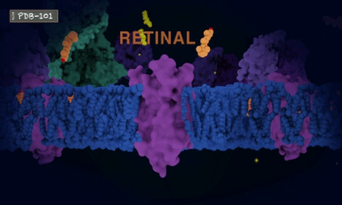 Video highlight: <I>Generation of rhodopsin</I>