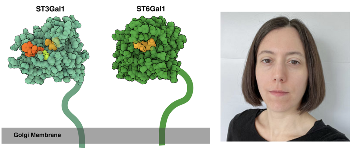 <I>ST3Gal1 (light green) and ST6Gal1 (dark green) are attached to the Golgi membrane (gray) through a flexible linker, which is drawn schematically here. PDBe Archive Project Leader Deborah Harrus was the lead author on ST6Gal1 (PDB ID 6qvt).</I>