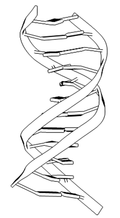 <I>PDB ID 1BNA</I>
