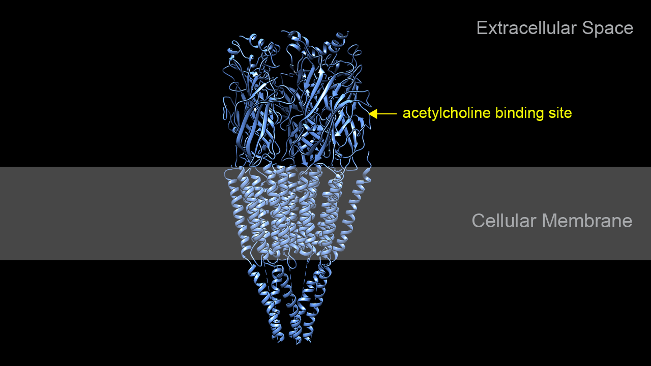 Acetylcholine Receptor 