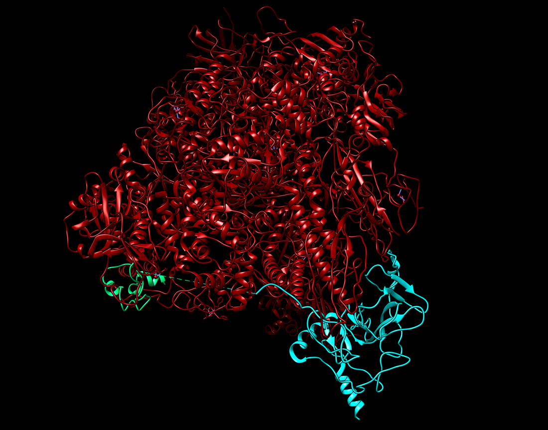 RNA polymerase and p53