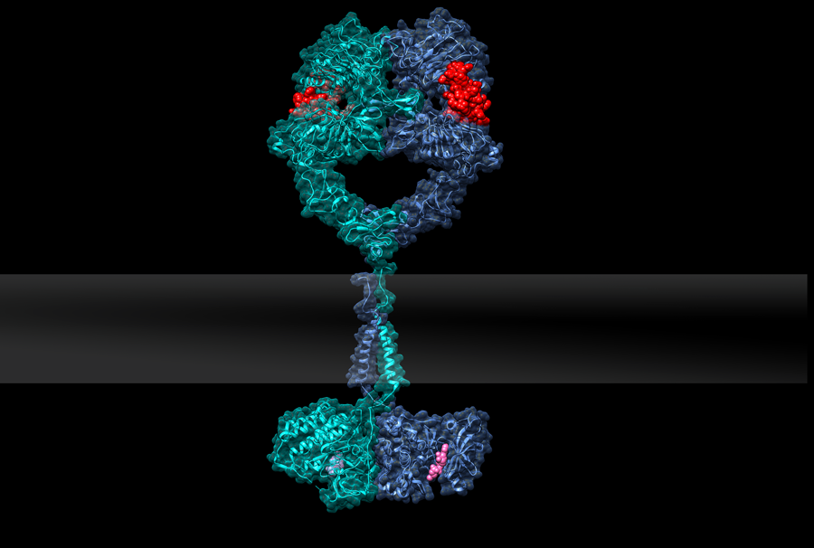 GPCR activated