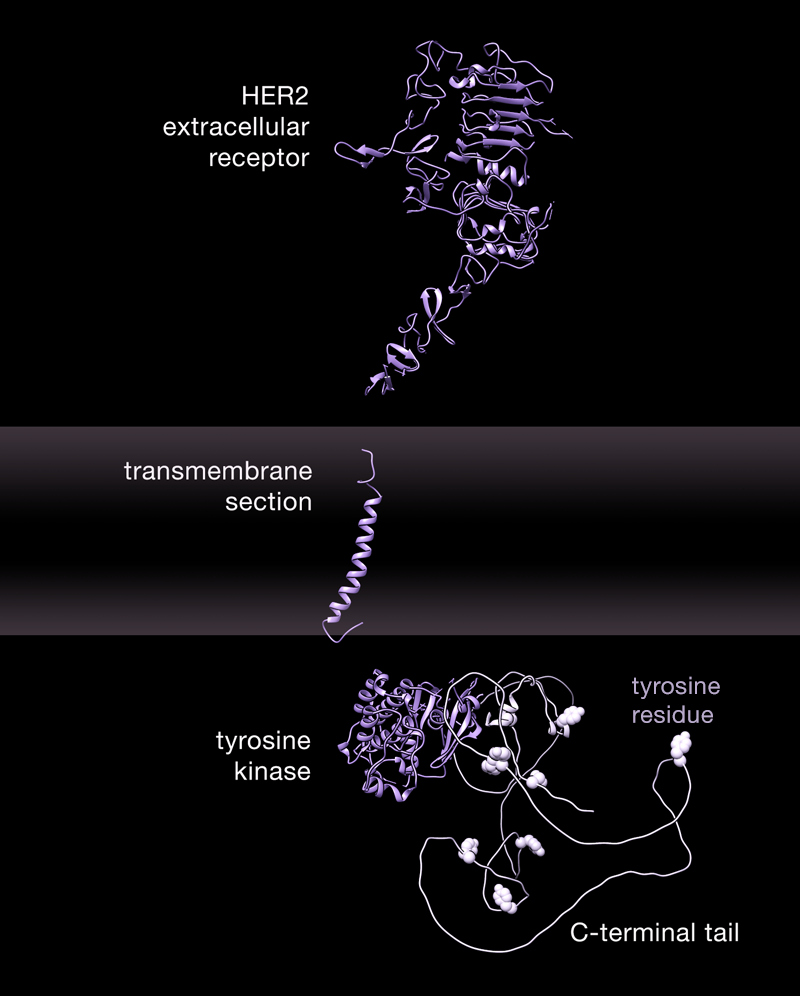 Inactive HER2 Receptor