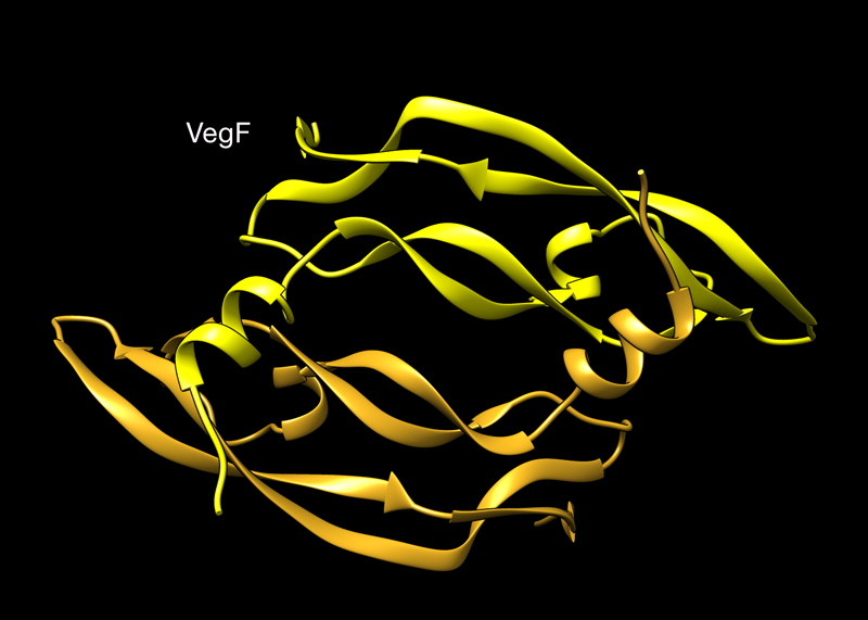 VegF protein