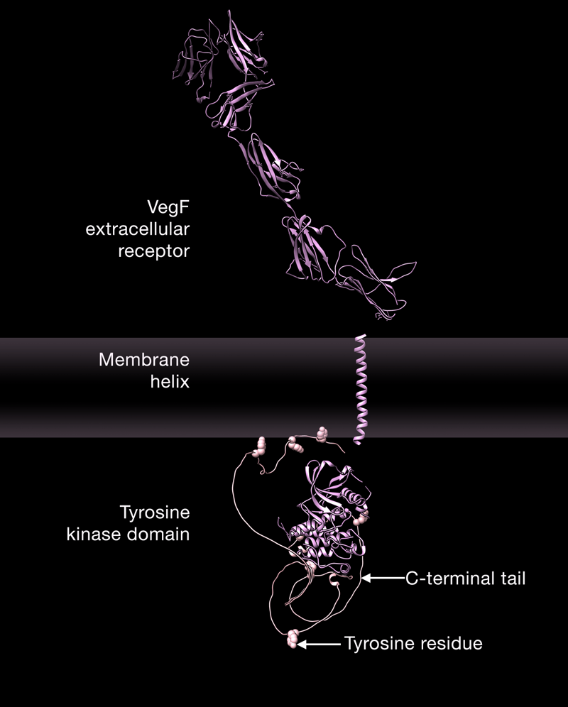 Inactive VegF receptor