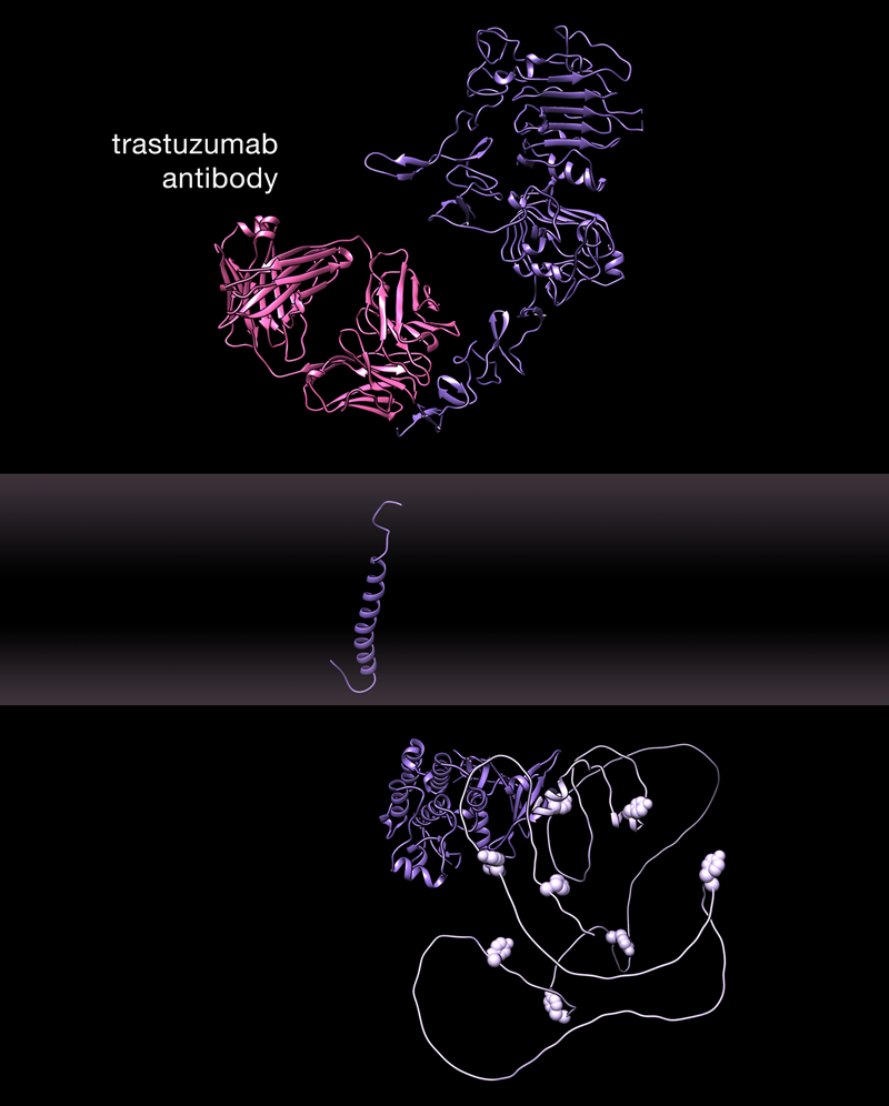 HER2 in complex with trastuzumab