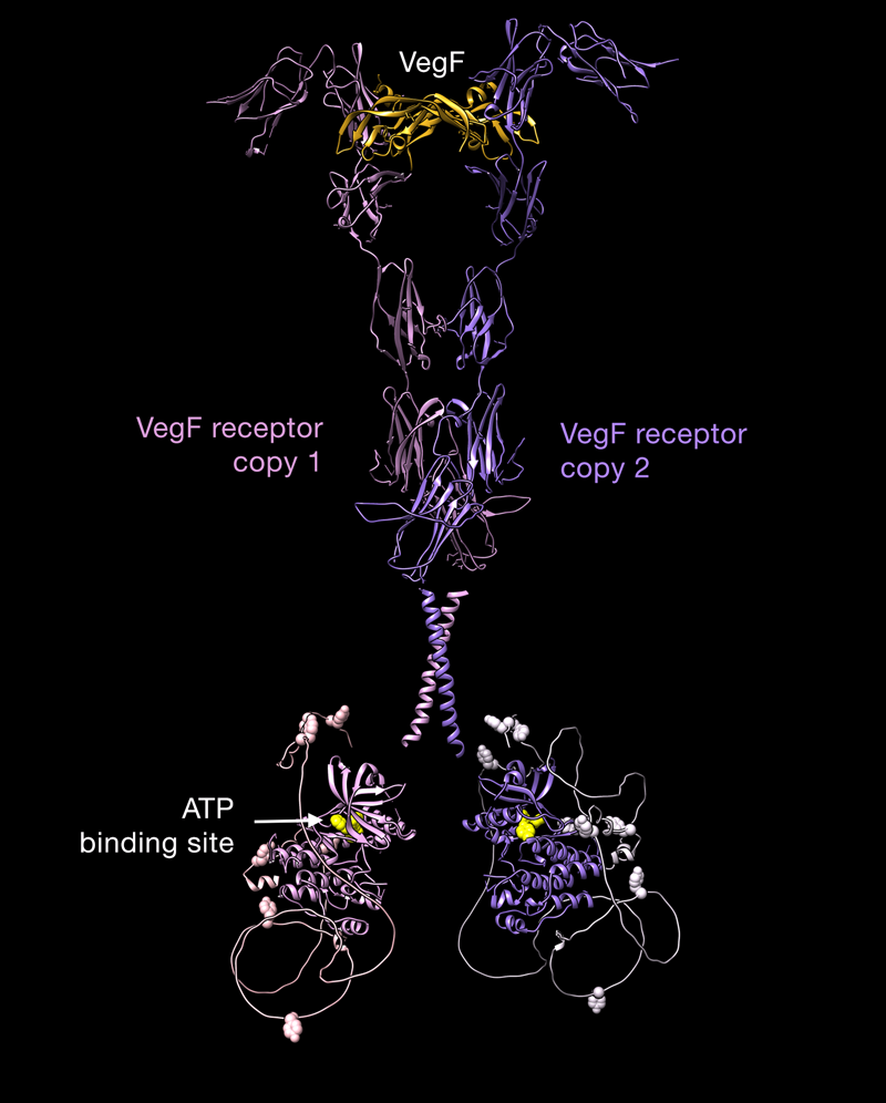 Activated VegF Receptor