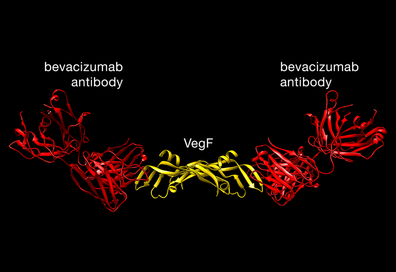 VegF with bevacizumab antibody bound