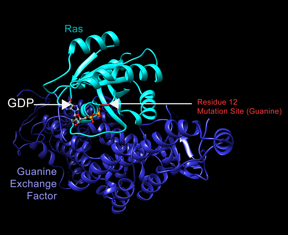 Ras/GEF Complex