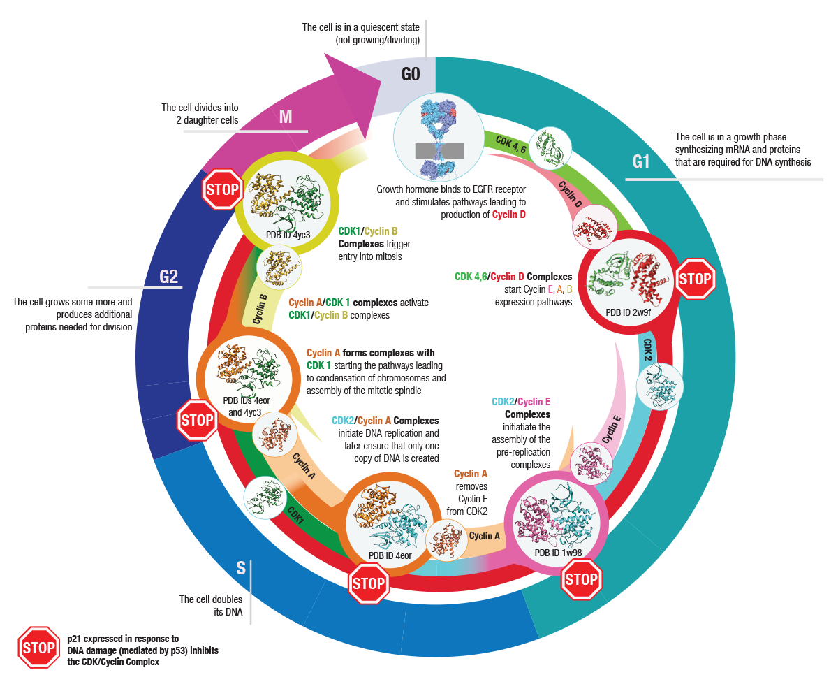 Cell cycle with phase-specific CDKs/Cyclins highlighted