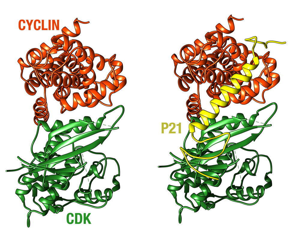 CDK-Cyclin complex in active form and inactivated by p21