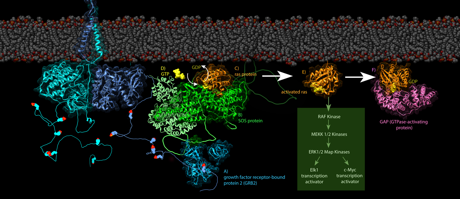 EGF Receptor-ras protein pathway