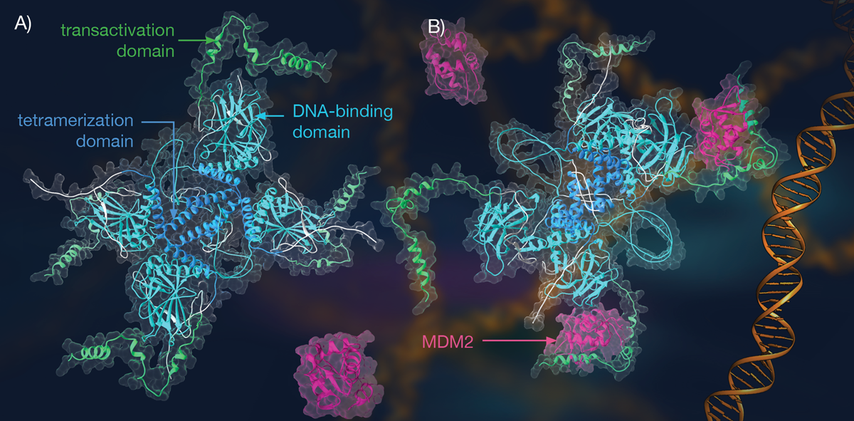 p53: protein structure and inactivated form