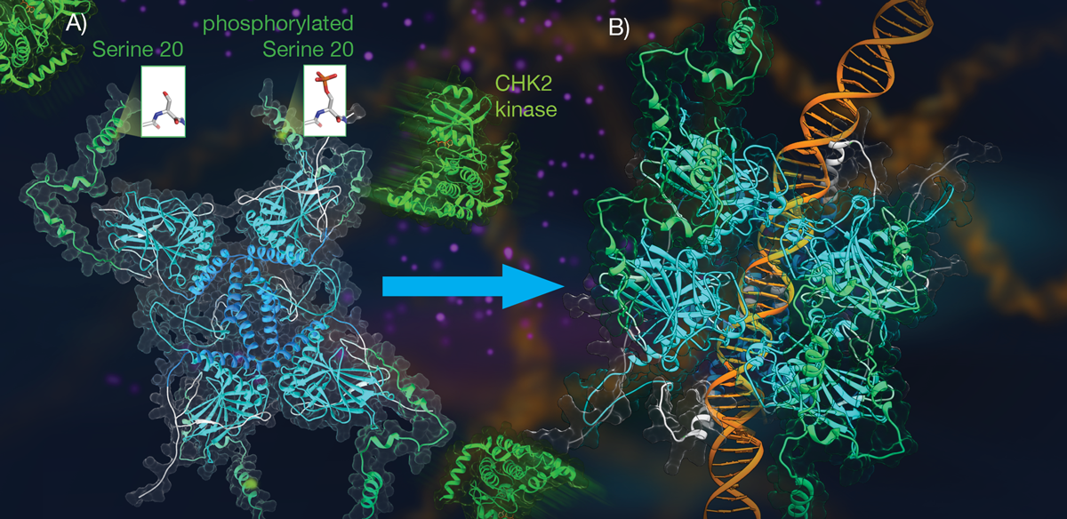 p53: phosphorylation and DNA binding