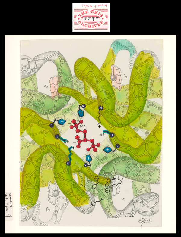 PDB-101: Geis Archive: DPG-Hemoglobin Complex