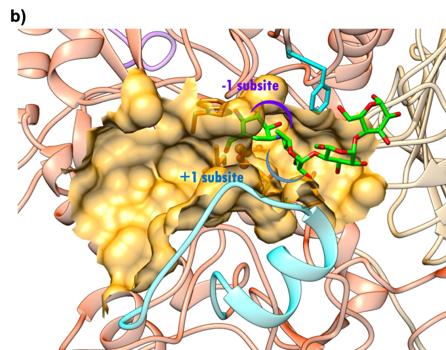 Pdb 101 Global Health Diabetes Mellitus Drugs Alpha Glucosidase