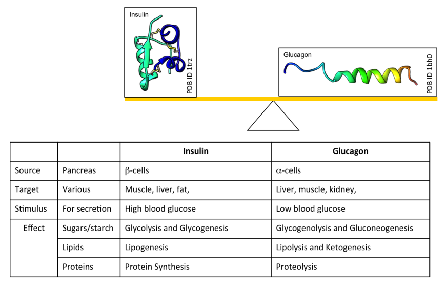 glycolysis and gluconeogenesis comparison