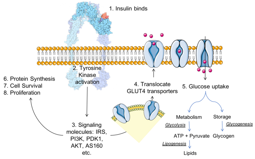 Glucose Transporter 4 Glut4 And Diabetes