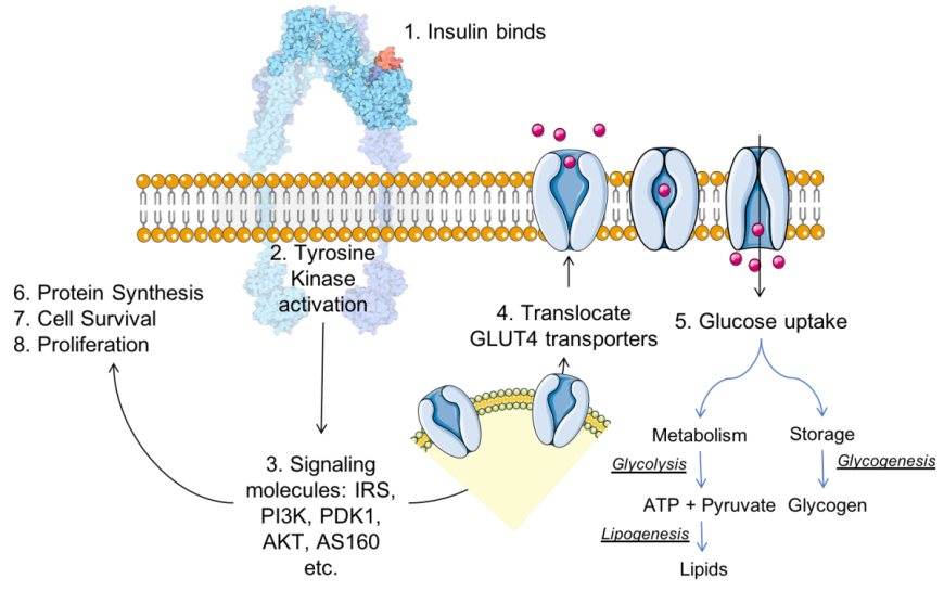 The Effect Of Intensive Insulin Therapy On The Insulin