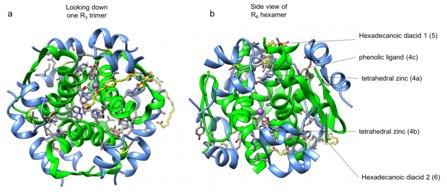 PDB-101: Global Health: Diabetes Mellitus: Drugs: Insulin: Insulin Degludec