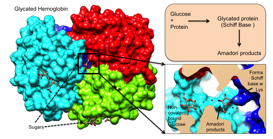 PDB-101: Global Health: Diabetes Mellitus: Monitoring: Diagnosis