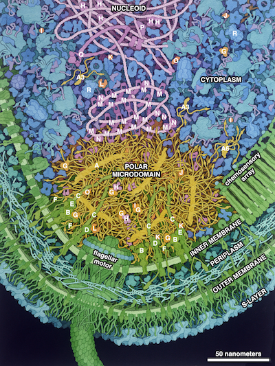 caulobacter-polar-microdomain-key