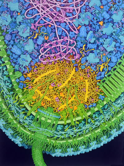 <a href="https://pdb101.rcsb.org/sci-art/goodsell-gallery/caulobacter-polar-microdomain"><I>Caulobacter Polar Microdomain</I><BR>Acknowledgement: Illustration by David S. Goodsell and Keren Lasker, RCSB Protein Data Bank and Scripps Research. doi: 10.2210/rcsb_pdb/goodsell-gallery-046</a>