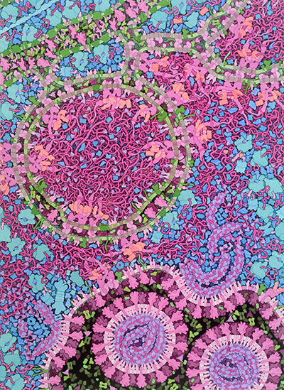 <I>Coronavirus Life Cycle</I> by David S. Goodsell, RCSB Protein Data Bank; doi: 10.2210/rcsb_pdb/goodsell-gallery-023<BR>Integrative illustration for coronavirus outreach (2020) PLoS Biol 18: e3000815 doi: <a href="http://dx.doi.org/10.1371/journal.pbio.3000815">10.1371/journal.pbio.3000815</a>