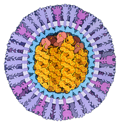 <a href="https://pdb101.rcsb.org/sci-art/goodsell-gallery/influenza-virus"><I>Influenza Virus</I><BR>Acknowledgement: Illustration by David S. Goodsell, RCSB Protein Data Bank doi: 10.2210/rcsb_pdb/goodsell-gallery-049</a>