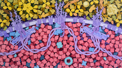 Acknowledgement: Illustration by David S. Goodsell, RCSB Protein Data Bank<BR>
doi: 10.2210/rcsb_pdb/goodsell-gallery-031<BR>


<I>A cross section through a red blood cell is shown at the bottom, with hemoglobin in red and the cell membrane in purple. A distinctive cytoskeleton forms a structural network bracing the membrane, with several large membrane-bound protein assemblies and short actin filaments, all linked by long, flexible spectrin proteins. Blood plasma is shown at the top.  Visit David Goodsell