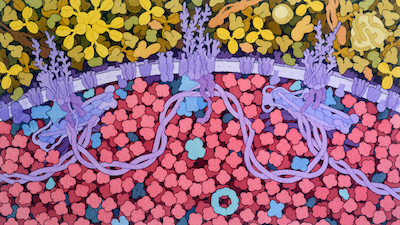 Acknowledgement: Illustration by David S. Goodsell, RCSB Protein Data Bank<BR>
doi: 10.2210/rcsb_pdb/goodsell-gallery-031<BR>