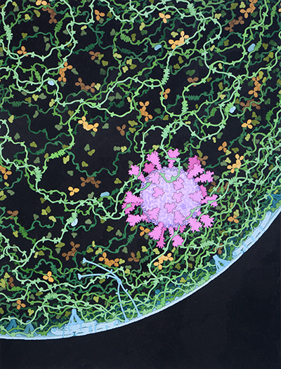This painting shows a cross section through a small respiratory droplet, like the ones that are thought to transmit SARS-CoV-2. The virus is shown in magenta, and the droplet is also filled with molecules that are present in the respiratory tract, including mucins (green), pulmonary surfactant proteins and lipids (blue), and antibodies (tan).