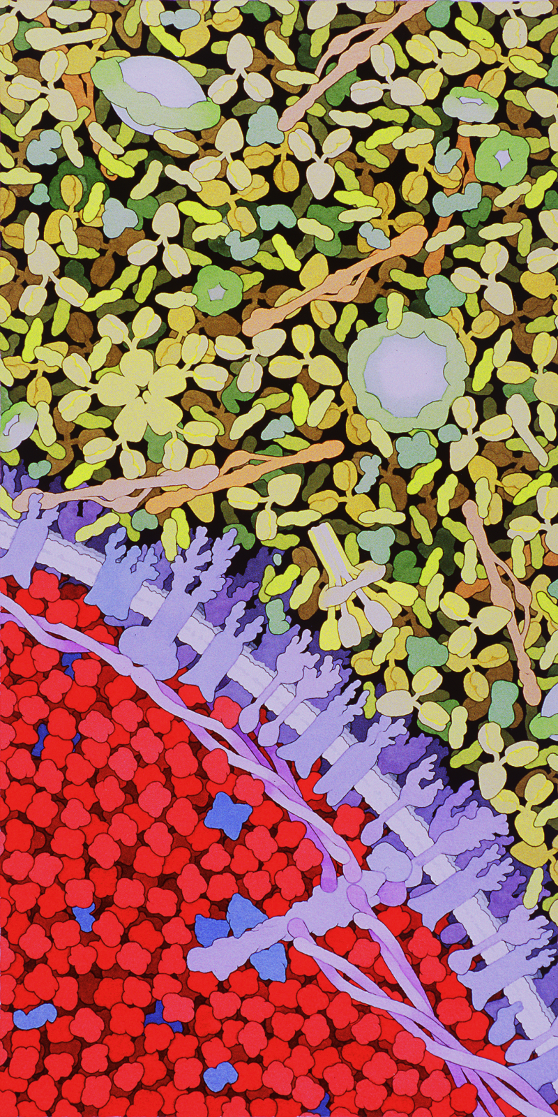PDB-101: Goodsell Gallery: Blood