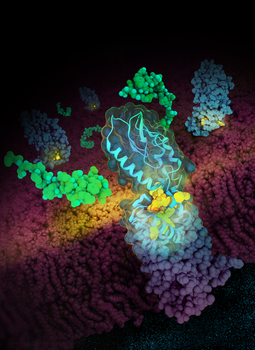 GLP-1 receptor recognizing a GLP-1 analog