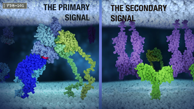 Side-by-side image of proteins conducting the primary and secondary signal in T-cell activation