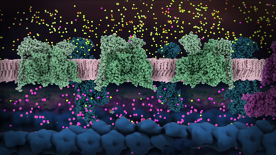 Axonal membrane with voltage gated sodium channels