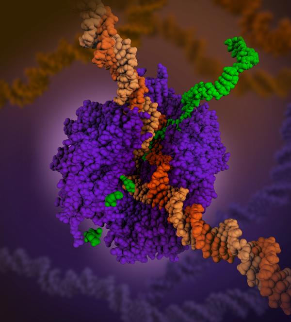 RNA Polymerase in process of creating messenger RNA