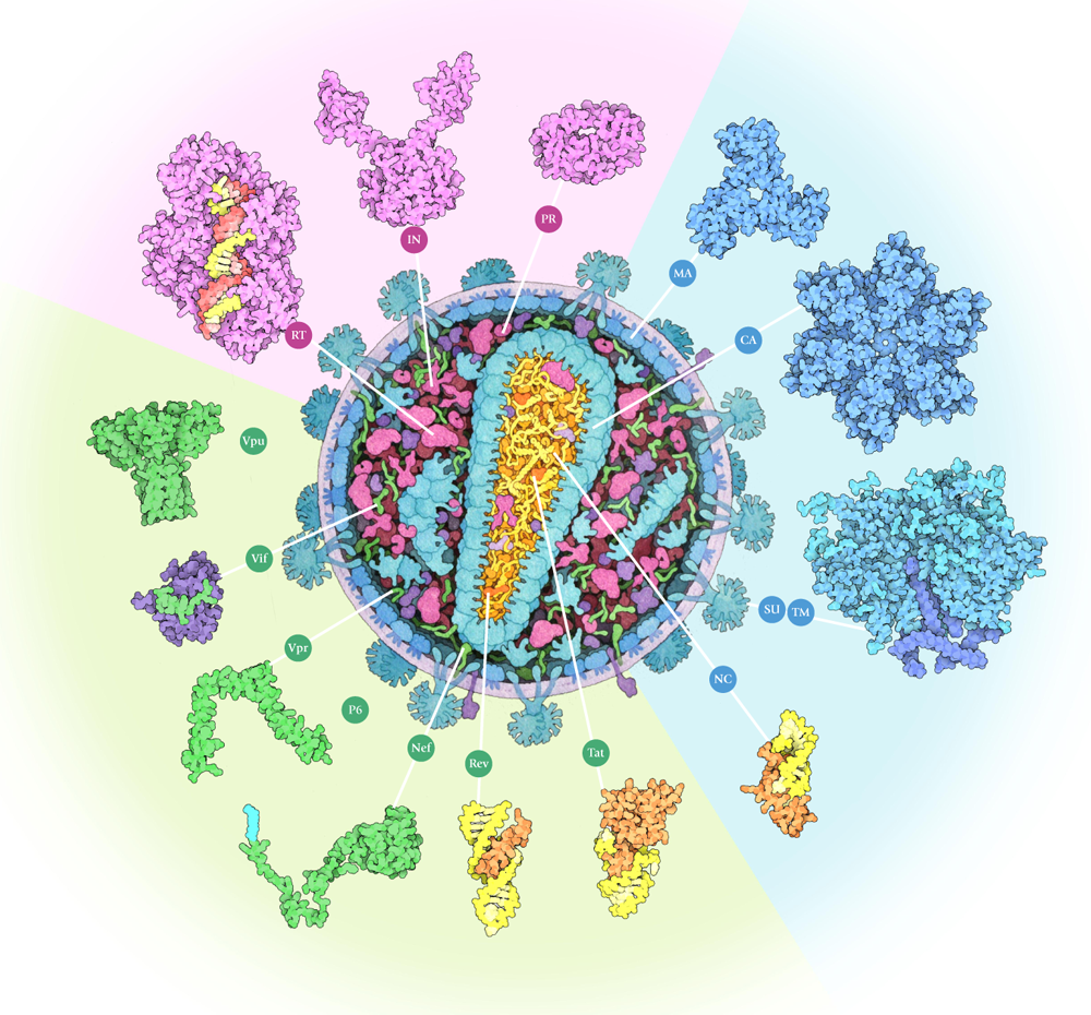 <I>PDB-101 highlights how these PDB structures have increased our understanding of HIV in a poster and an interactive animation</I>