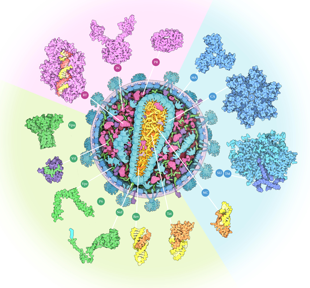 Hiv Aids Paper Human Immunodeficiency Virus