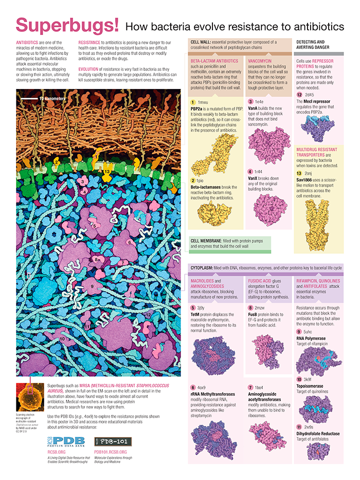 <I>Download the Superbugs poster or use the interactive animation to explore the protein structures that medical researchers are utilizing to search for ways to fight superbugs likes MRSA (Methicillin-resistant Staphylococcus Aureus).</I>