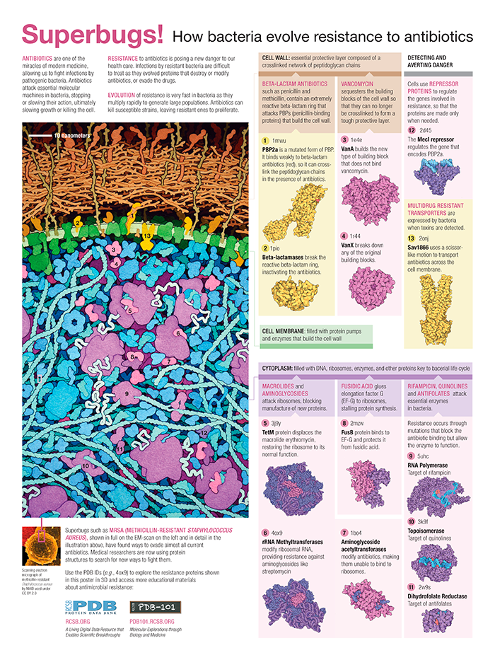 Nov 18-24: World Antimicrobial Awareness Week