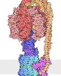 PDB-101: Learn: Videos: Oxygen Binding in Hemoglobin