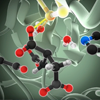 PDB-101: Learn: Videos: Oxygen Binding in Hemoglobin