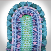 PDB-101: Learn: Videos: Oxygen Binding in Hemoglobin