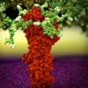 PDB-101: Learn: Videos: Oxygen Binding in Hemoglobin