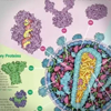 PDB-101: Learn: Videos: Oxygen Binding in Hemoglobin