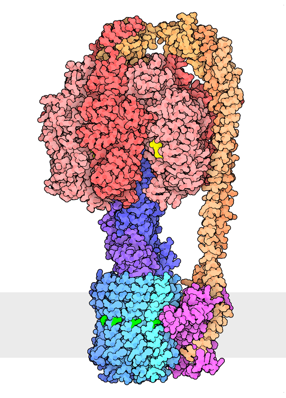 <I>Multiple rotational states of bacterial ATP synthase have been revealed by cryoelectron microscopy. The portion at the top (red) is a rotary motor powered by ATP, and the portion at the bottom is a motor that turns a cylindrical rotor (blue) using the flow of hydrogen ions through a stator subunit (magenta). By connecting these molecular machines together with an asymmetric axle (darker blue at center), one motor can drive the other, using flow of ions to make ATP, or by turning the other direction, using ATP to pump ions.</I>