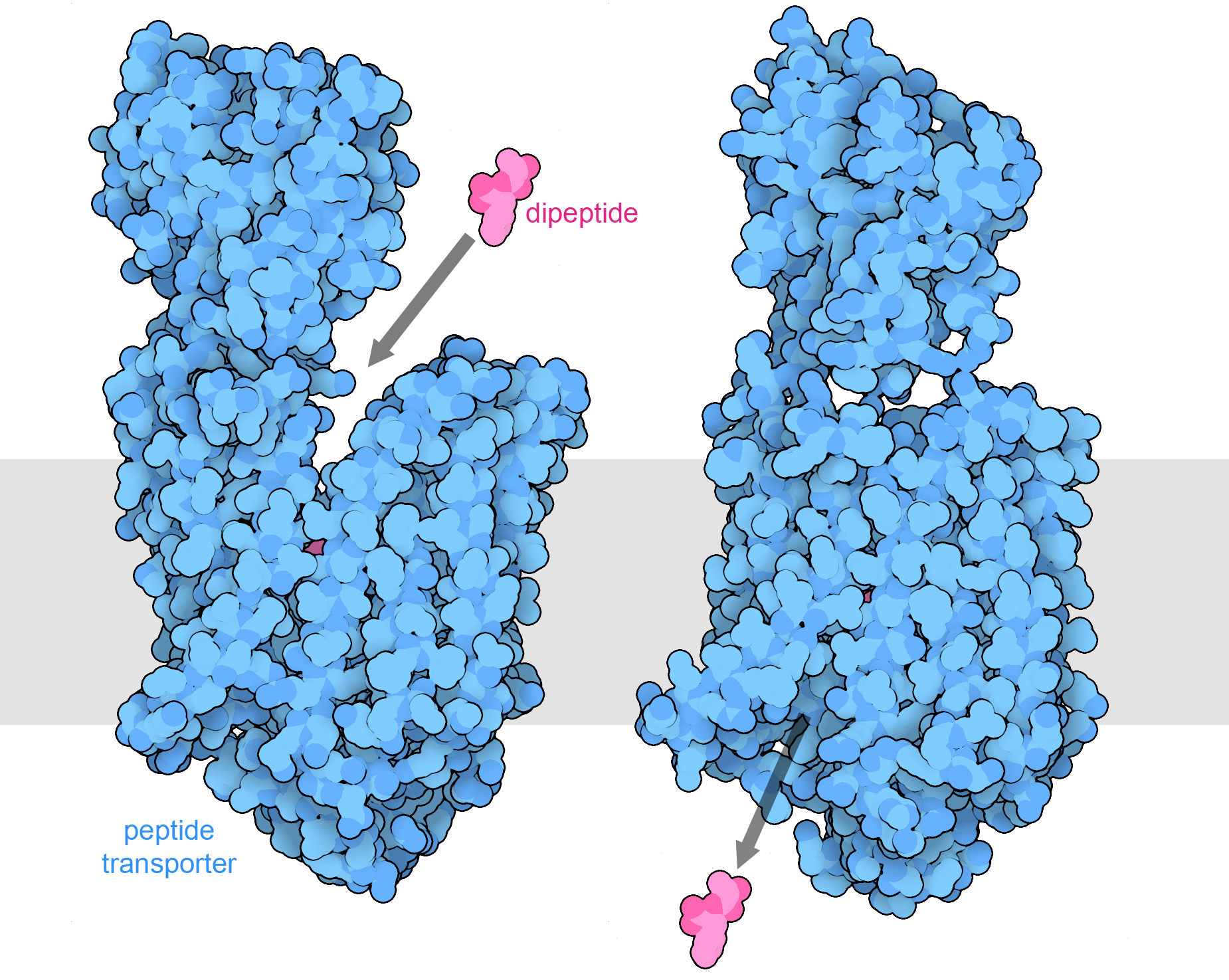 Ras protein with Mutation of glycine to cysteine at position 12