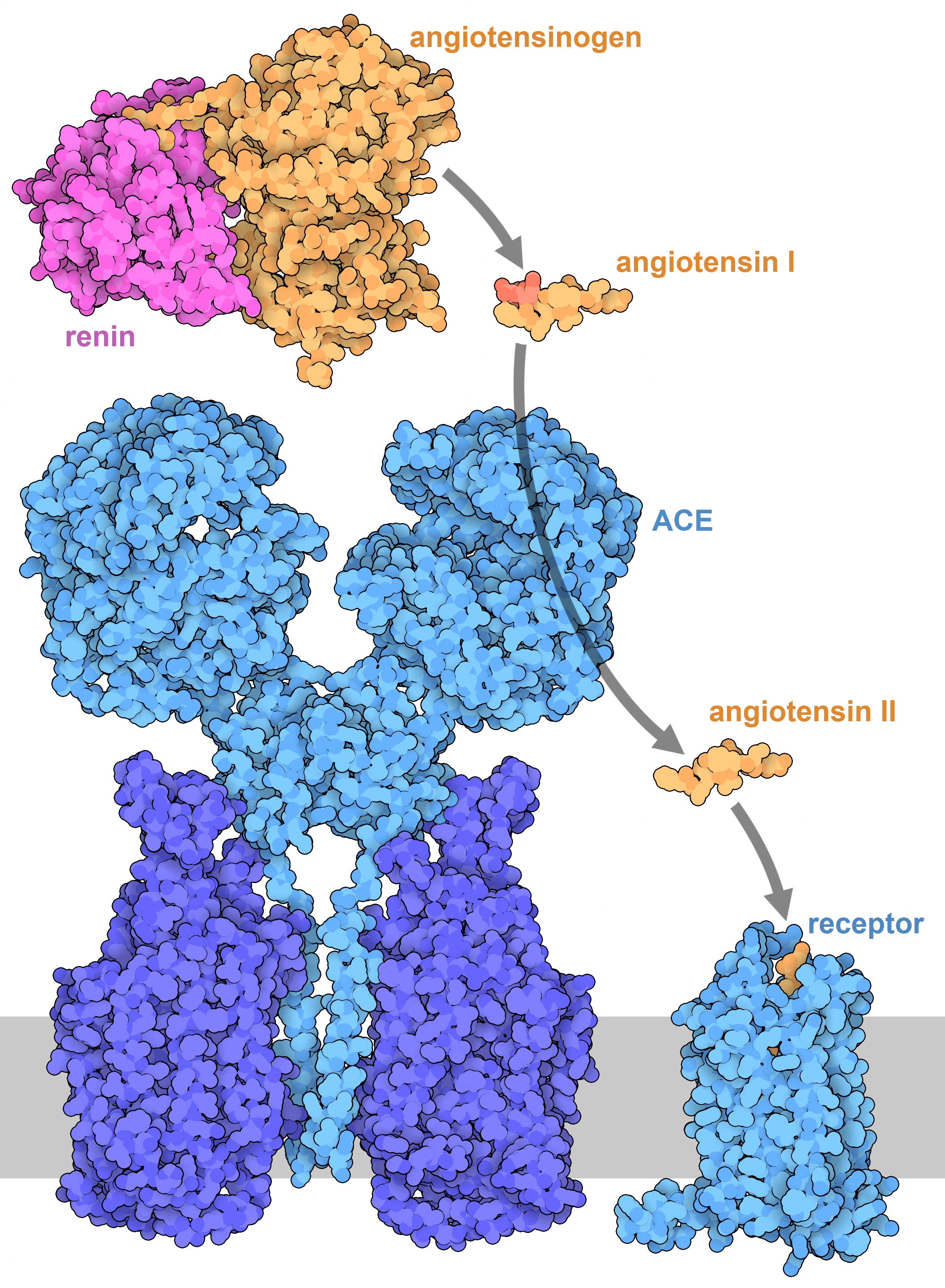 PKM2 (pyruvate kinase 2) tetramer and dimer from PDB entries 4fxf and 6wp3